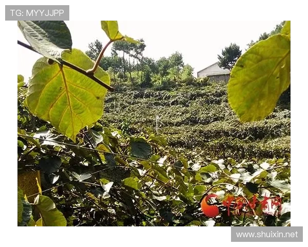 修文足球赛事（修文棚户区改造最新消息）sports